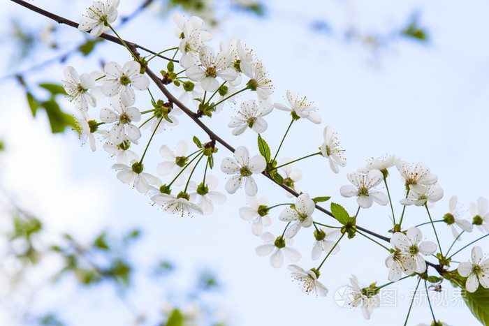盛开的樱花树,白色的花朵