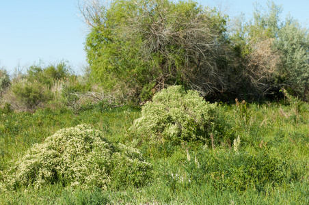 草原草原植被洪水平原。 哈萨克斯坦草原上美丽的自然