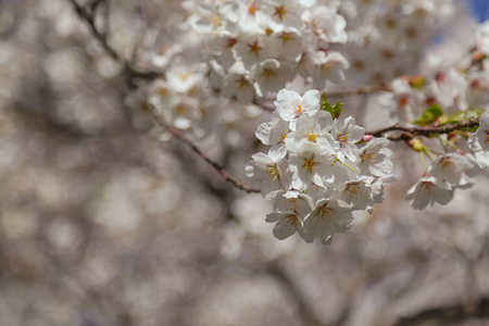 樱花樱花树上