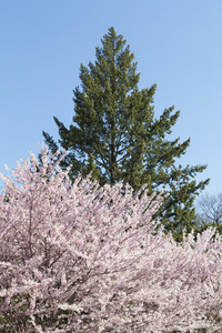 樱花樱花树与一棵绿树上