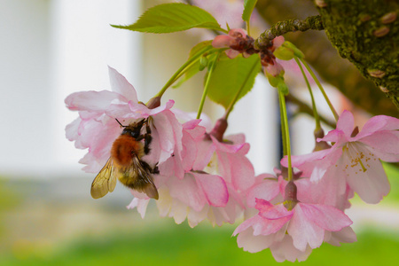 蜜蜂采集花粉上一朵花