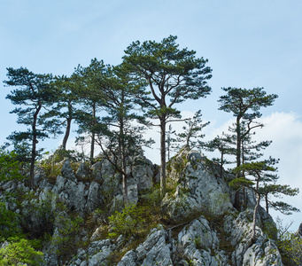 奥地利黑松苗木山山顶