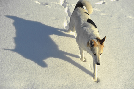 狗走在雪地上