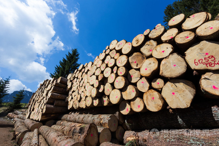 从一棵松树上木材切削的日志