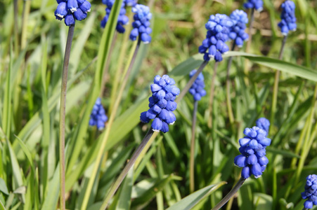 穆斯卡里, 鲜花