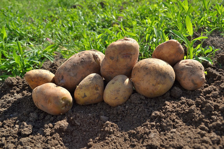 在花园里的土豆