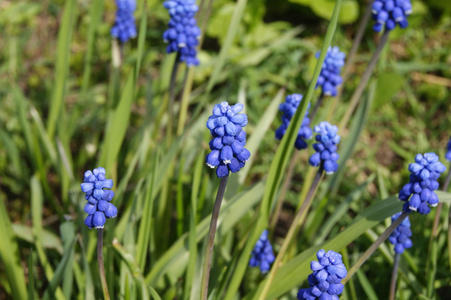 穆斯卡里, 鲜花