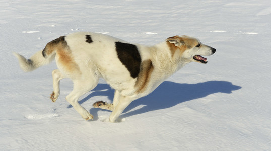 狗在雪上快速运行