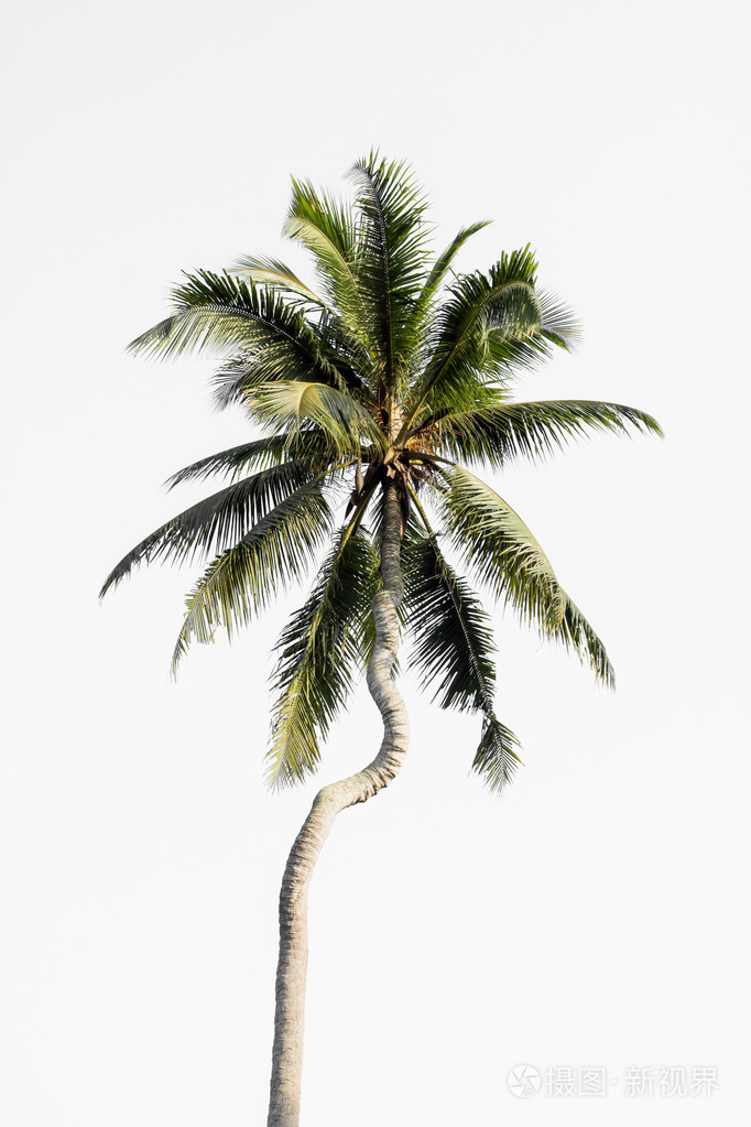 在白色背景上孤立的椰子树