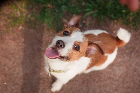 狗杰克罗素梗犬图片