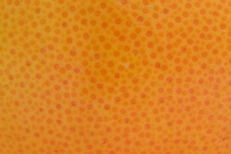 新鲜的橘子纹理图片