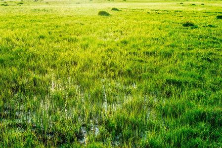 绿草地上水背景