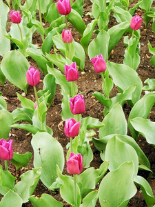 郁金香花园和公园里的春花