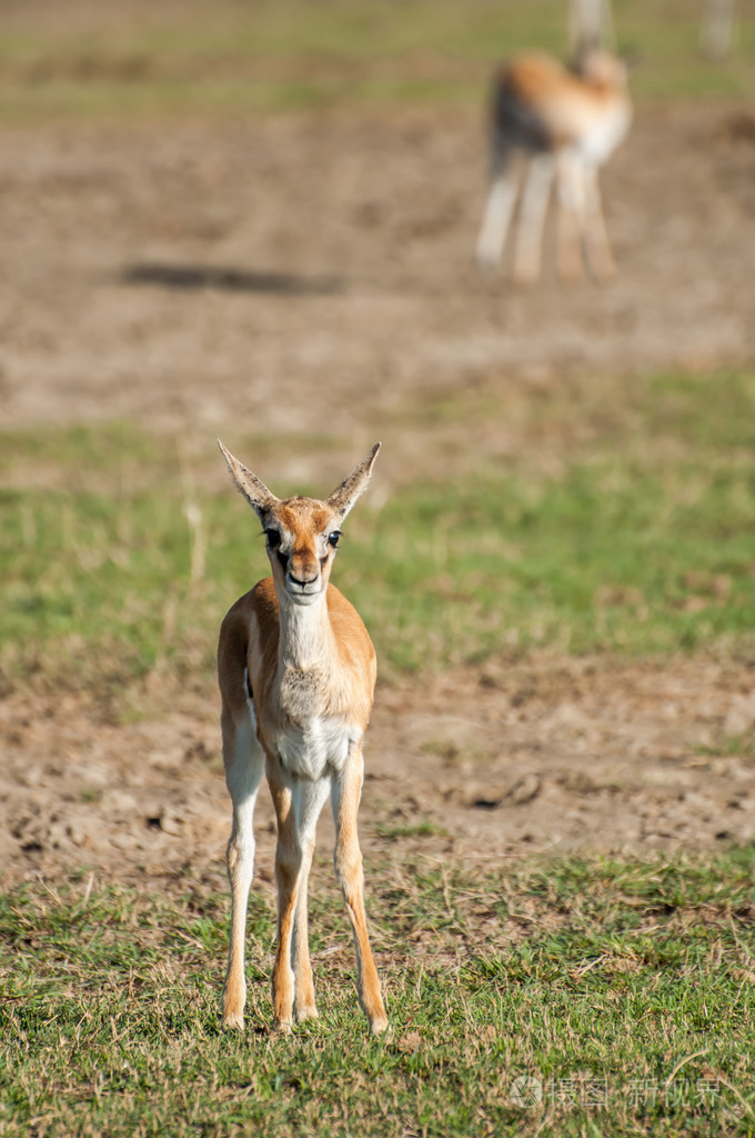 年轻的汤姆森瞪羚
