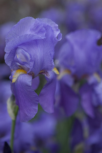 在花园里的虹膜唐菖蒲