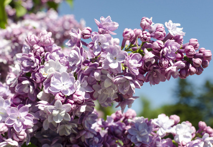 在红色的阳光明媚春装紫紫丁香花花序的特写视图