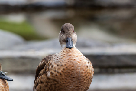 巴塔哥尼亚凤头鸭图片