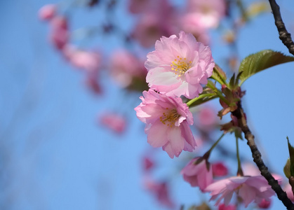 粉红色日本樱花开花