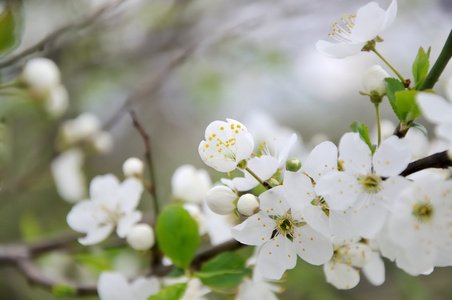 李子树开花