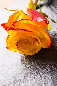 橙玫瑰。黄玫瑰。几个橙色玫瑰花岗岩背景