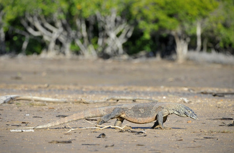 komodo龙varanus komodoensis