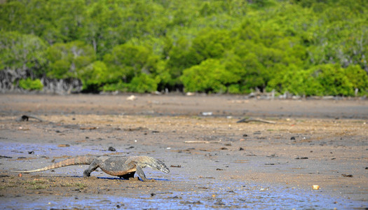 komodo龙varanus komodoensis