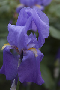 在花园里的虹膜唐菖蒲