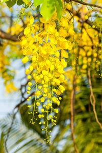 金色淋浴或卡西亚瘘管花在花园里