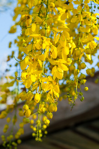 金色淋浴或卡西亚瘘管花在花园里