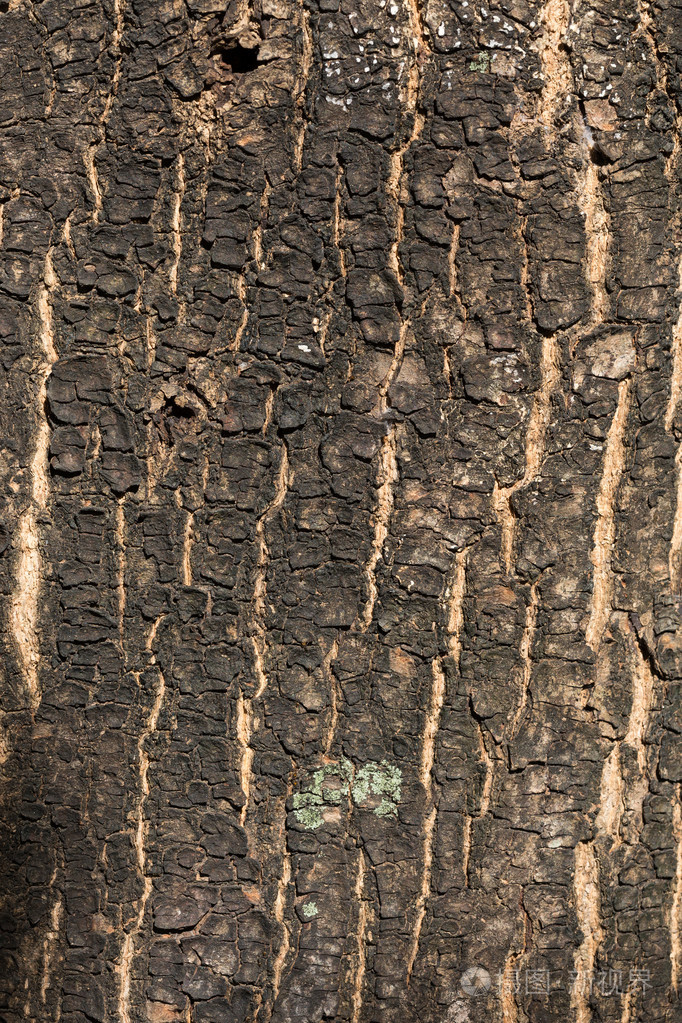 枯树树皮纹理背景特写