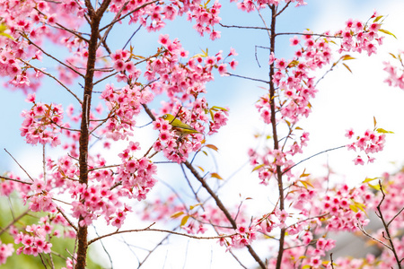 樱花和樱花