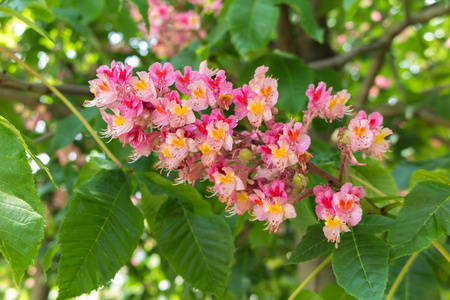 树上开花