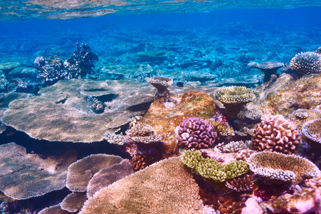 在马尔代夫珊瑚礁