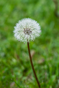 在夏季花园的绿草中, 白色蒲公英花