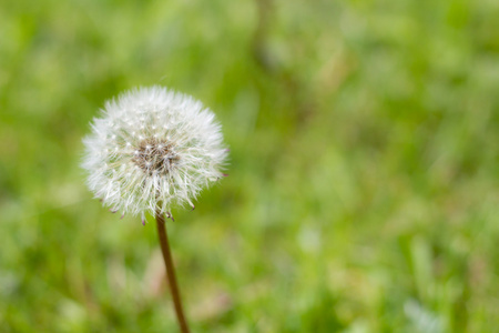 在夏季花园的绿草中, 白色蒲公英花