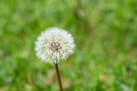 在夏季花园的绿草中, 白色蒲公英花