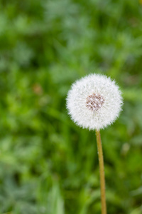 在夏季花园的绿草中, 白色蒲公英花