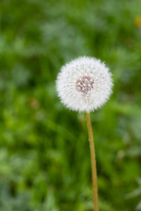 在夏季花园的绿草中, 白色蒲公英花