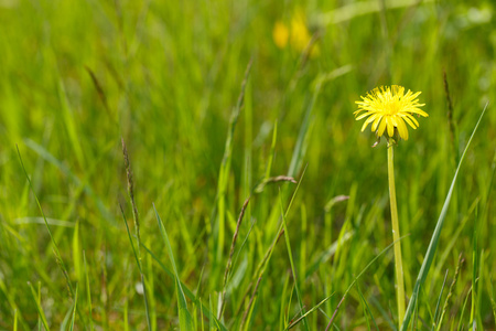 黄色的蒲公英在草在春季的一天