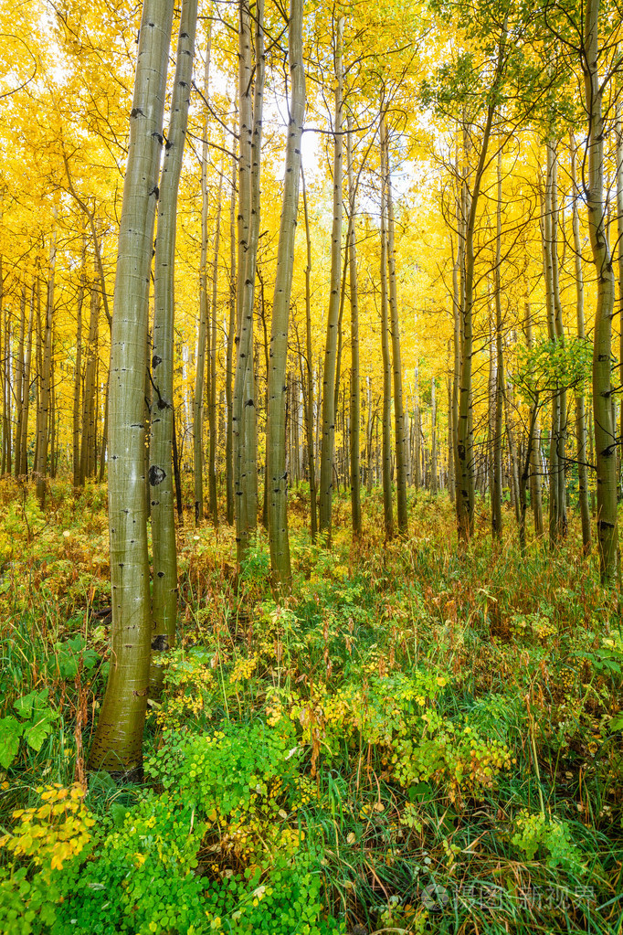 白杨树丛在秋天