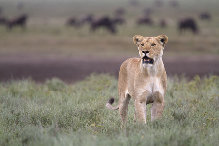 自由漫游野生非洲狮