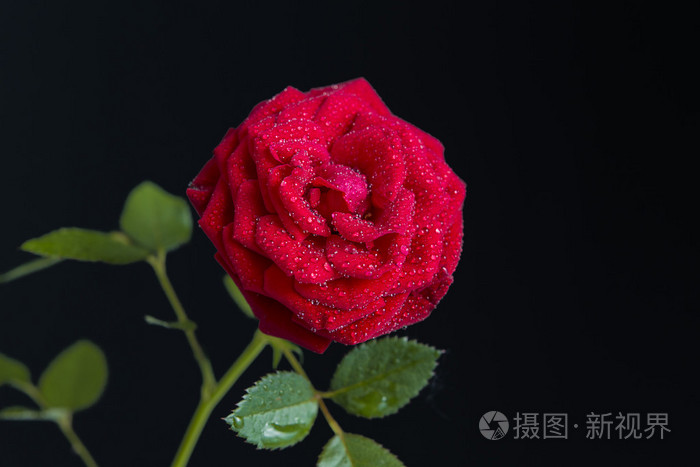 黑暗的黑色背景上盛开的红玫瑰