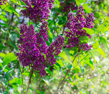 特写美丽的紫丁香花与叶