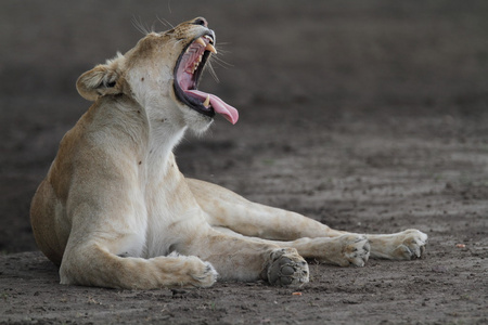 自由漫游野生非洲狮