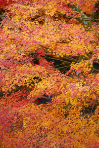 在京都的枫叶