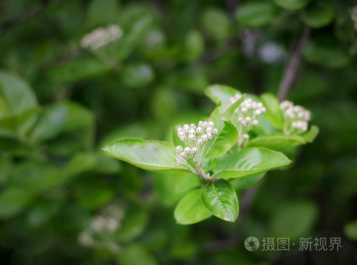 在花园里黑苦莓水果的分支