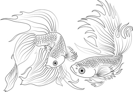 水族馆鱼类黑照片