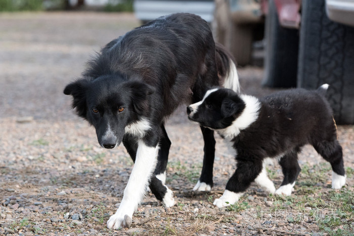 边境牧羊犬幼犬和母亲