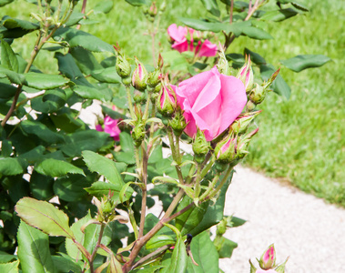 芽和叶片的玫瑰花园