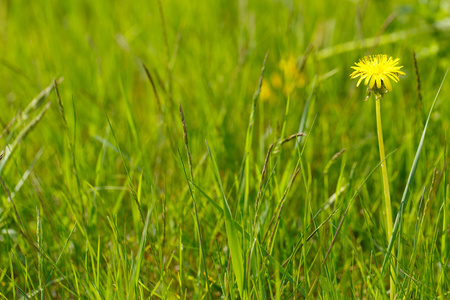 黄色的蒲公英在草在春季的一天